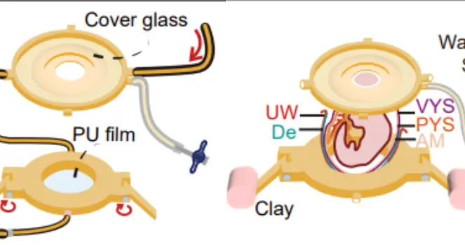 连续8小时，活体高清体内直播！清华《细胞》首发胚胎活体成像技术｜光锥读论文