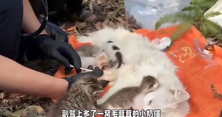 女子忘关车窗，次日取车看傻眼！副驾竟藏着特殊“一家四口”