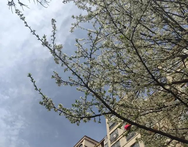 寻花记：梨花。