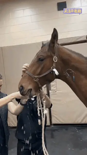 无何而憾：以前好像听专家说过，只要的马的