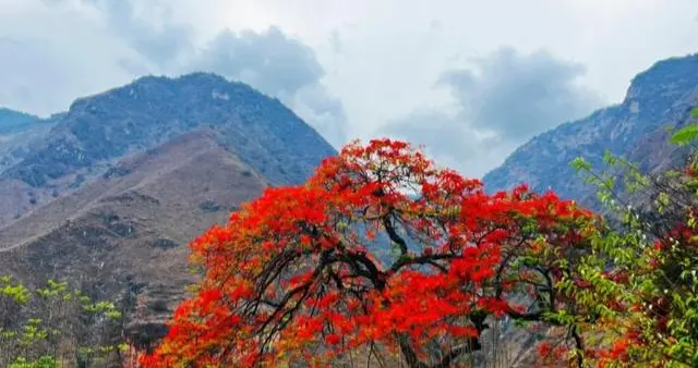 云南发现一棵花，因“开花时树姿太美”走红，拍照仙气十足