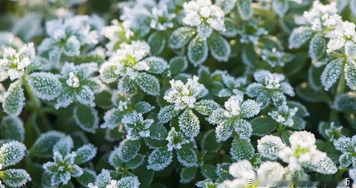 花卉遭霜害？4 步急救 + 3 个养护要点，7 天让植株恢复生机！