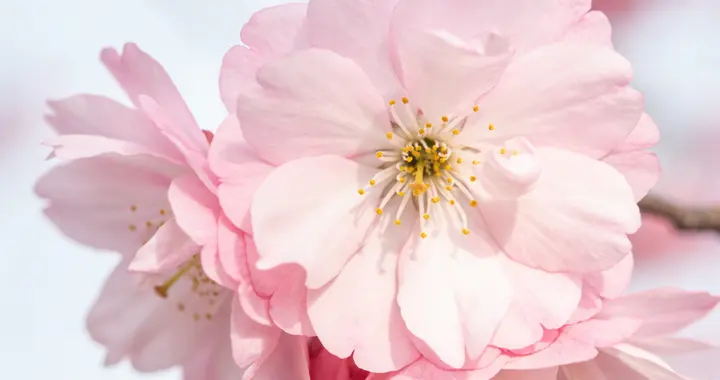 春日拍花别乱拍，这样拍干净又高级