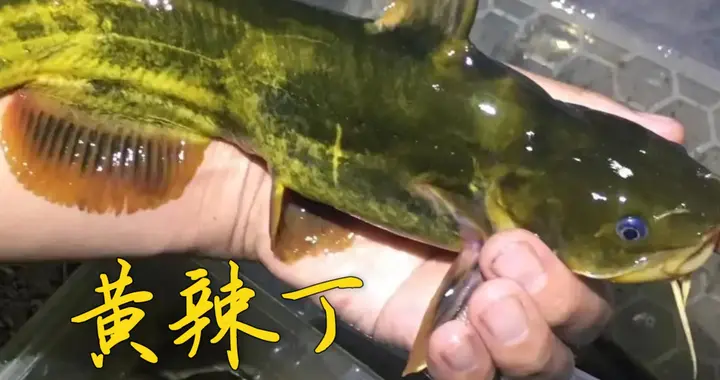 一鱼跨南北，百味冠千名：黄颡鱼的中华命名史诗