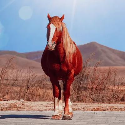 庭院飞雪：上联：赤马追风，踏碎残霞燃旷野