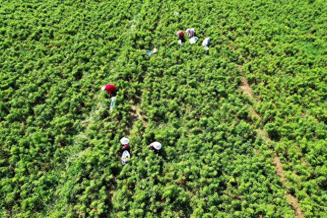 “免费采摘”引发的&;血案&;，流量镰刀狠狠收割辣椒种植户