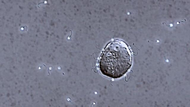 先有鸡还是先有蛋？科学家们又有了新发现