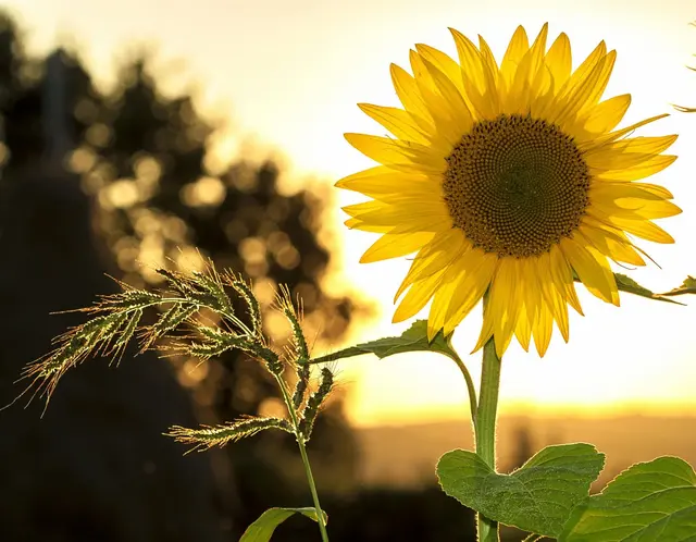 人这一生，就两件事，好好吃饭，好好睡觉，简单的活，开心的笑