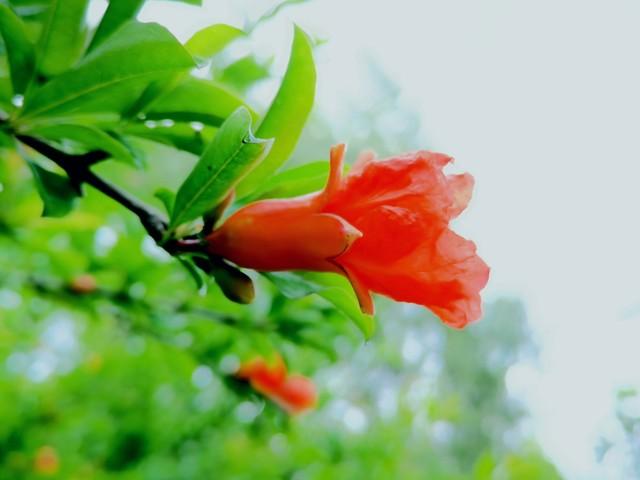 五月花开知多少？且看诗词中的烂漫芳菲