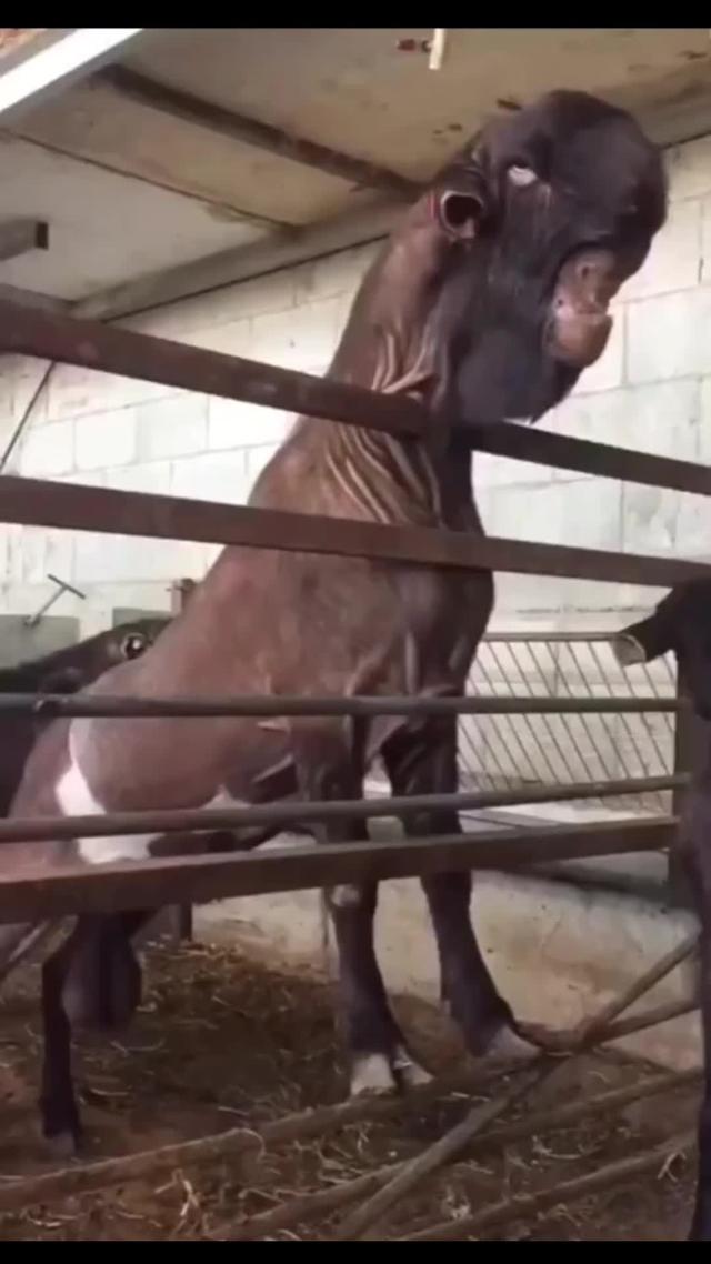 “迪拜的山羊长得也太可怕了！”网友: 头一次对羊肉串失去兴趣