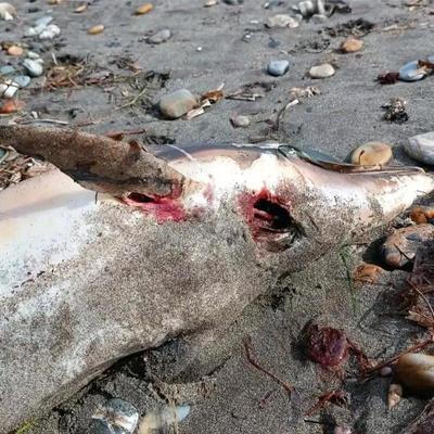 均均娱乐：黑海海岸，上百只海豚尸体悄然浮