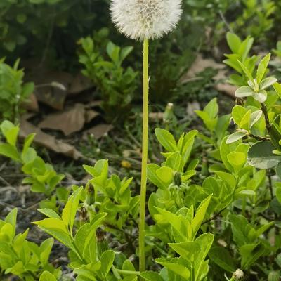 河东张宝龙：金黄色的花