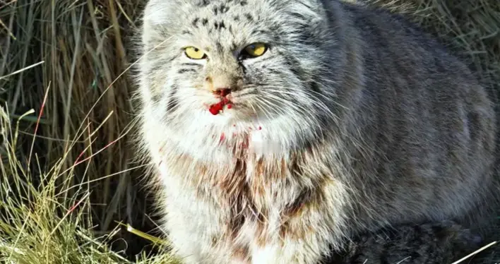 内蒙古一兔狲被两只大狗咬成重伤！为何不逃跑反而与之发生冲突？