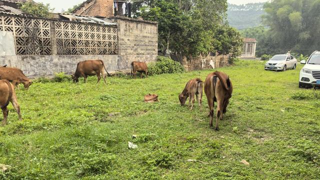 水鸣乡土：守山行医放牛，我的乡村慢生活