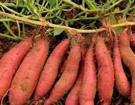 浇水越多死的越快！这6几样菜越旱越丰收，老农绝招一学就会