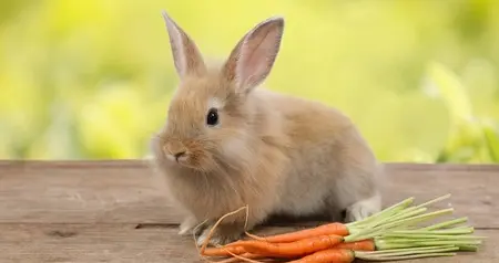 生肖运势-卯兔（12月22日）