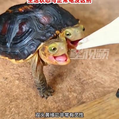 图图爱分享：男子精心饲养罕见双头龟近6年