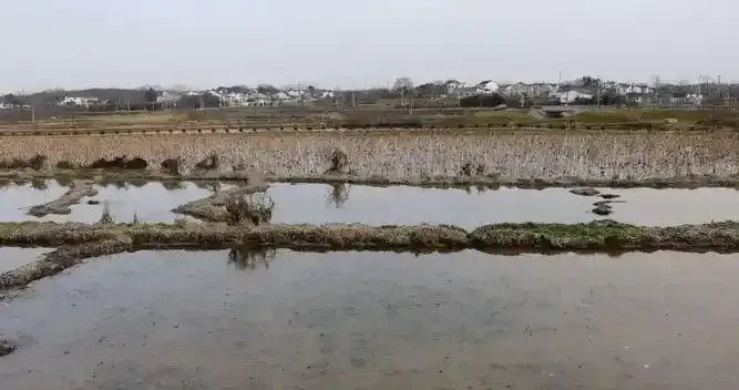 2岁小孩随3岁哥哥回家不幸溺亡，家属起诉农田承包人索赔被驳回