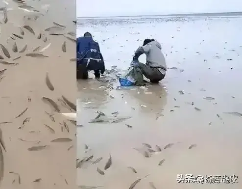 鄱阳湖的鱼“搁浅”了，沿湖居民能不能下水捕捞