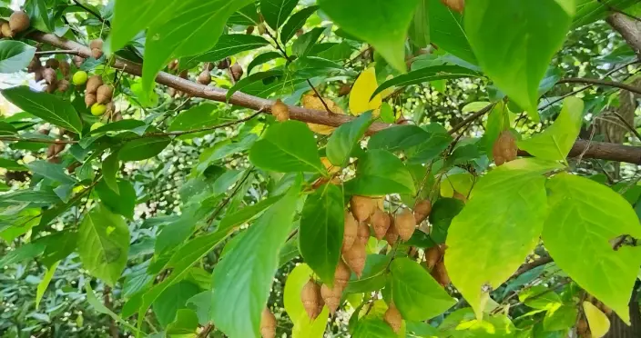 刷新记录！湖南村中湖边发现新物种，系首次发现刷新记录