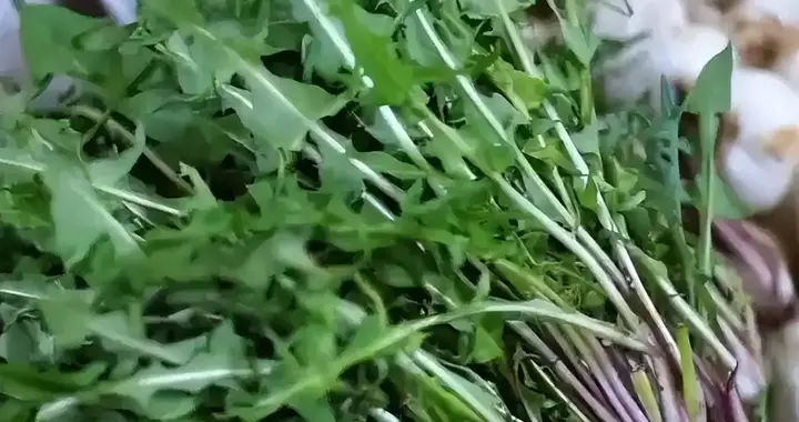 蒲公英泡一宝，全身毒素都赶跑！养肝排毒又降火，医生都在用！