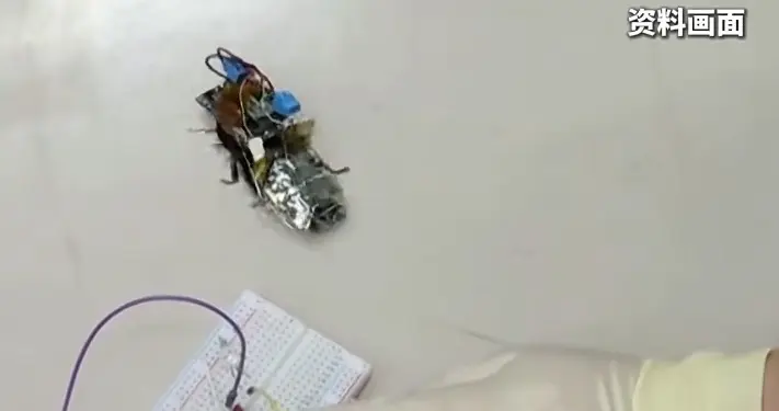 德国要派“蟑螂间谍”上战场？背摄像头麦克风能侦察