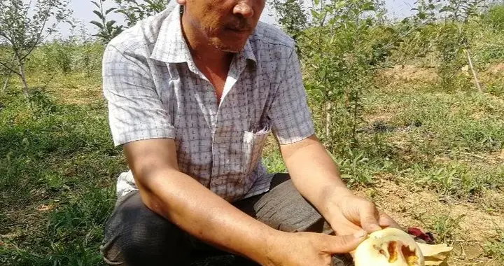 赔26000元！2019年山东老汉为保护苹果园，搭网抓了4只野鸟被判刑