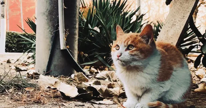 哈基米都能当“呈堂证供”，离全员失语不远了