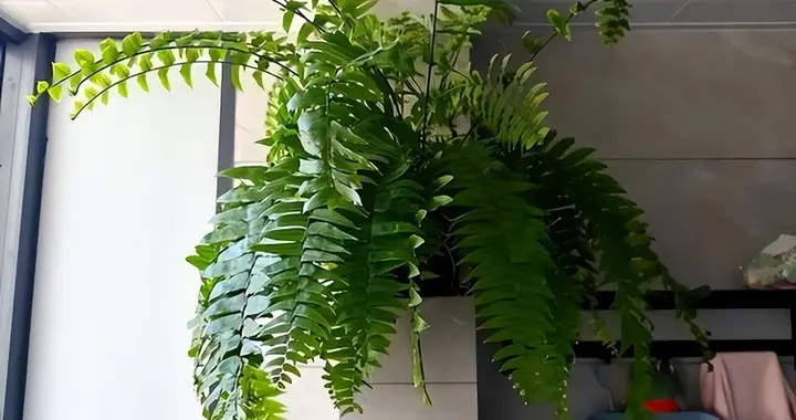 “阴花不能进阳宅”，家里若有这5种花,请赶紧"搬出去"！