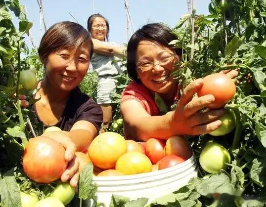 小满时节种啥好？叶菜鲜嫩瓜果香，豆类花生有奥妙