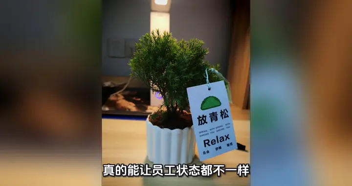 办公室里绿植的治愈力量，还在为工作环境发愁吗？