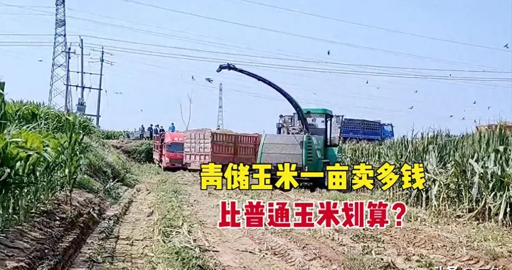 农民卖青储省事还能多赚二百，可专家不让卖，农民先可自己活着吧