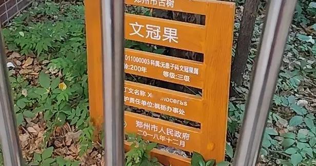 郑州西郊200年古树:惨遭人为锯断劫后重生，如今成中高考生心愿树