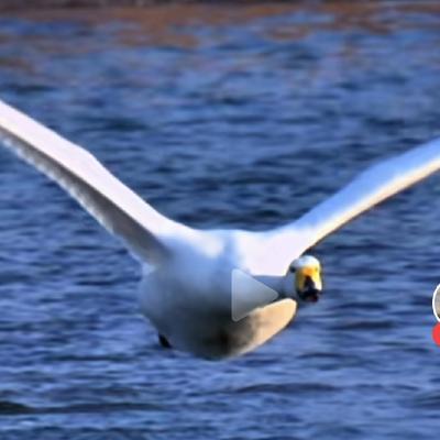 河阳游子：近年来，笔者最喜欢看的小视频就