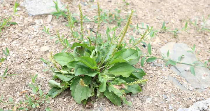 中医都点赞的“救命草”，竟长在路边！4大妙用，最后一个太实用