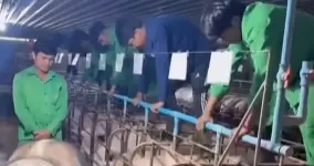 猪圈的“柏拉图式恋爱”：看得见，摸不着