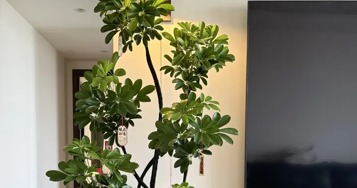 有一种痛苦叫买了“招财树”，以为发财镇宅，结果养后直接就后悔