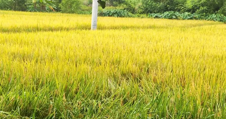 农民心里苦啊，苦雨久矣。