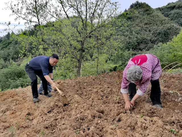 底层更知百姓苦，下班回家栽红薯