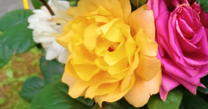 三场6:2！伦敦大师赛国手三战三捷，争冠有戏