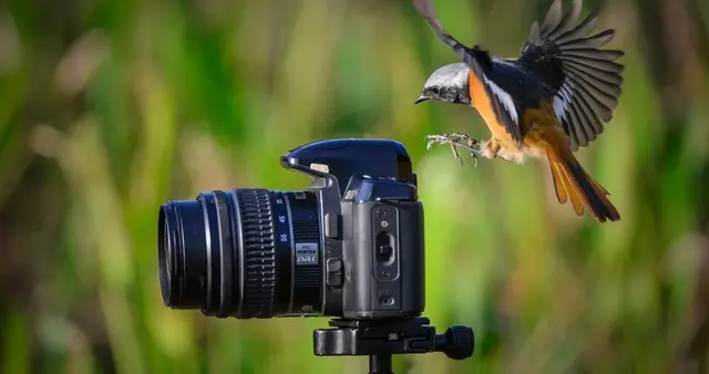 拍鸟人终于修成正果，佳能索尼尼康集体转向