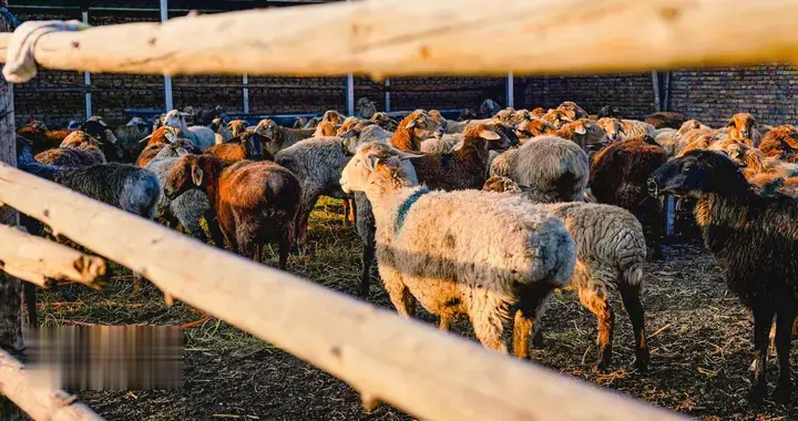 羊圈潮湿泥泞会影响羊群健康