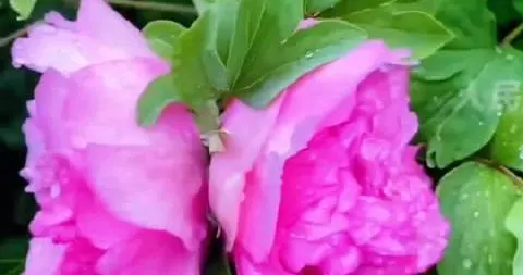 千万分之一！洛阳惊现“牡丹双胞胎”，见者好运连连