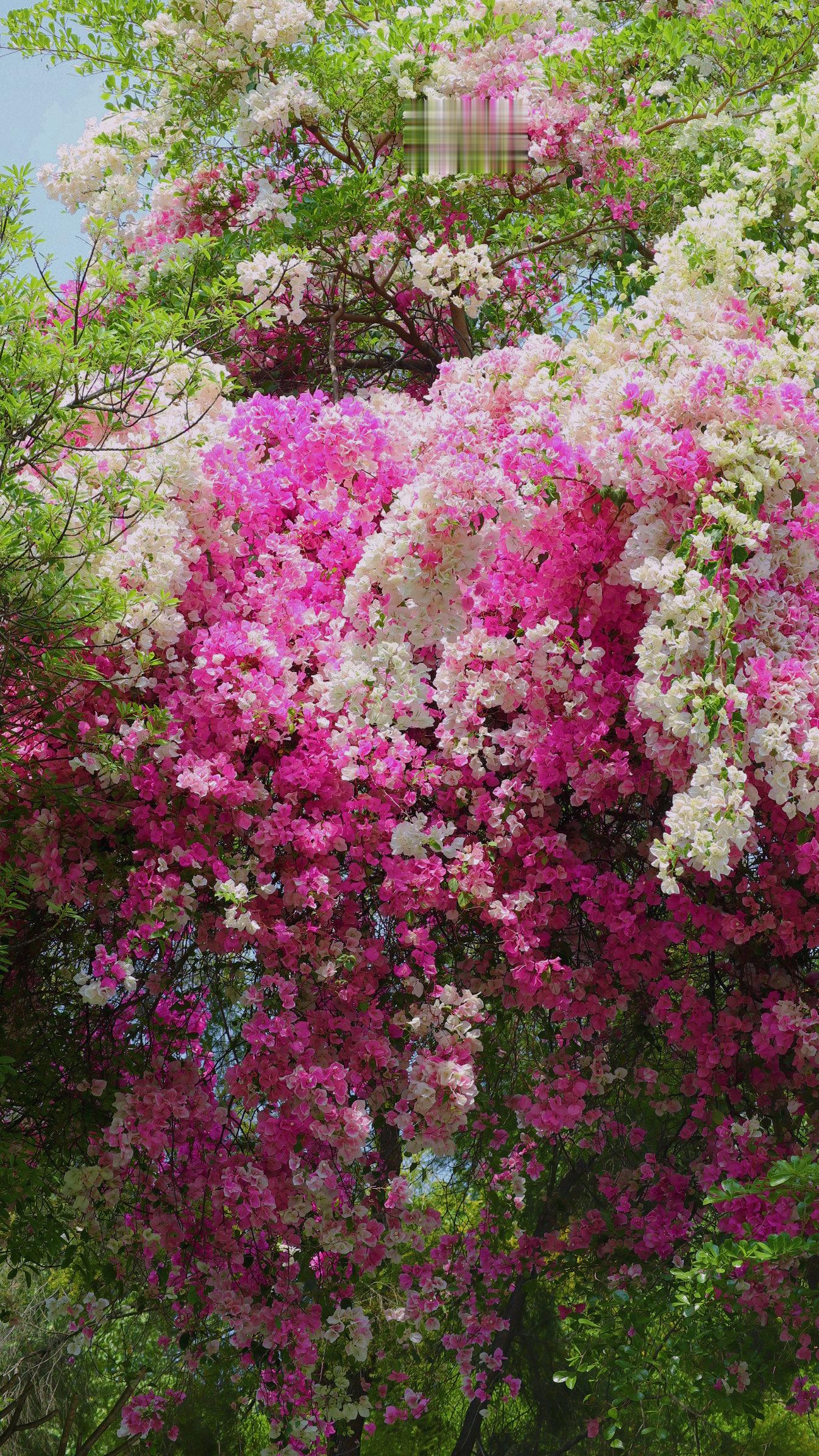 乱花渐欲迷人眼，深圳的三角梅瀑布