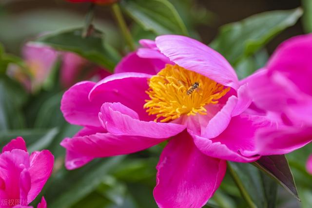 药勺花开的艳丽色彩迷人