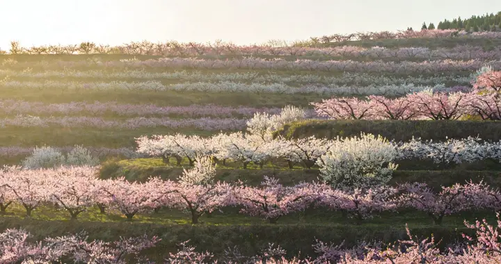 德州踏青打卡：景点多到挑花眼，去哪玩最省心？