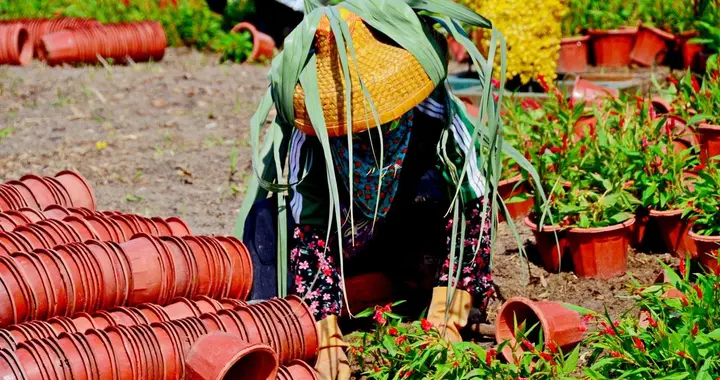 老话“宁可种花分天下，不可栽刺害别人”，是啥意思，有道理吗？