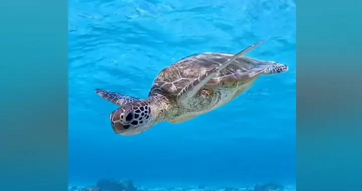 外国间谍新手段，海鲜间谍
