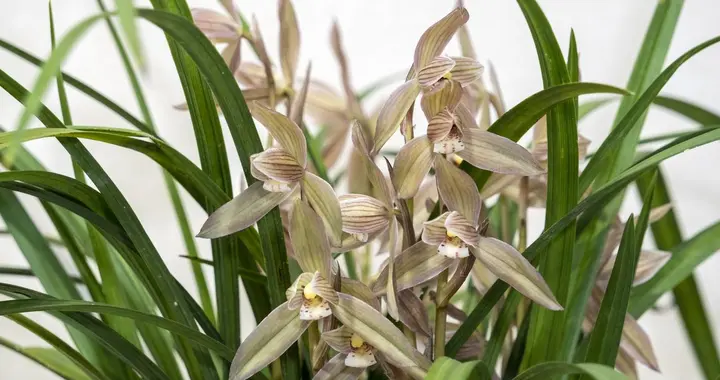 冬天养兰花，避开3个误区，轻松开满枝！