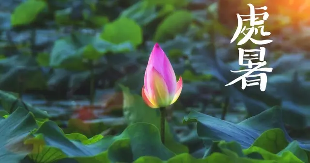 “白天处暑爽，晚上处暑凶”，今年处暑在几点？有啥说法？早了解